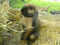 kaninchen1.jpg